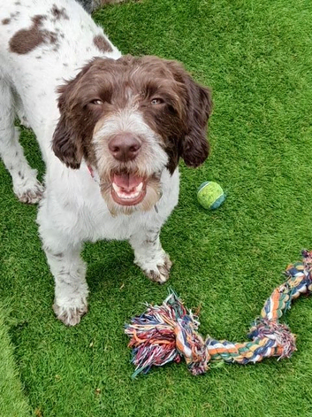 Need to rehome a lovely male cockerpool