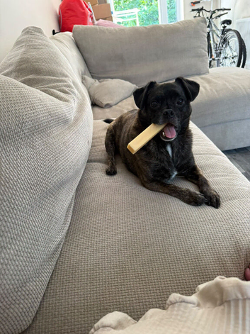 Reggie the pug