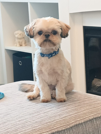 1st time stud for 5th gen pedigree shih tzu