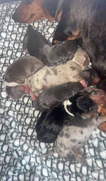 5 beautiful kc reg mini dachshunds looking for their forever homecome with papers microchip and first injection ready to leave 18th September