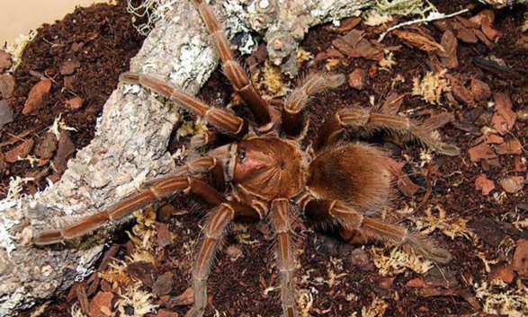 Hispaniola giant tarantula