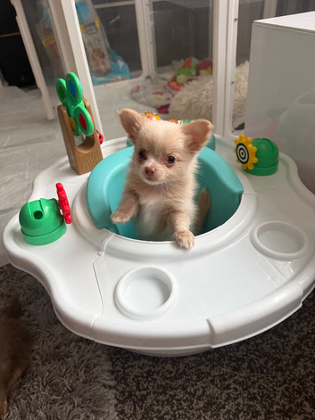 Tiny chihuahua boys