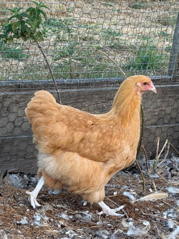 Buff Orpington pullets