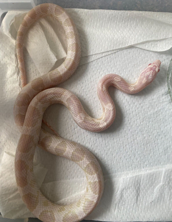 Snow corn snake