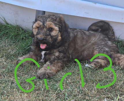Tibetan Terrier puppies READY NOW