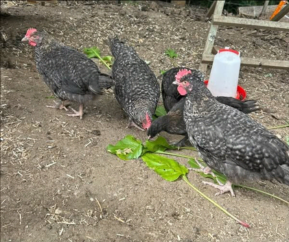 MarBar Cockerel looking for new flocks