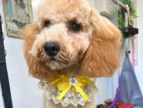 Honey female Cockapoo