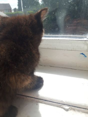 Special home for special kitten.