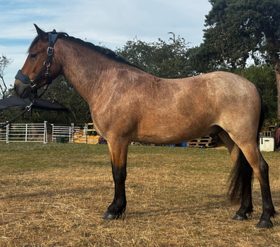 Stunning PB Newforest Gelding