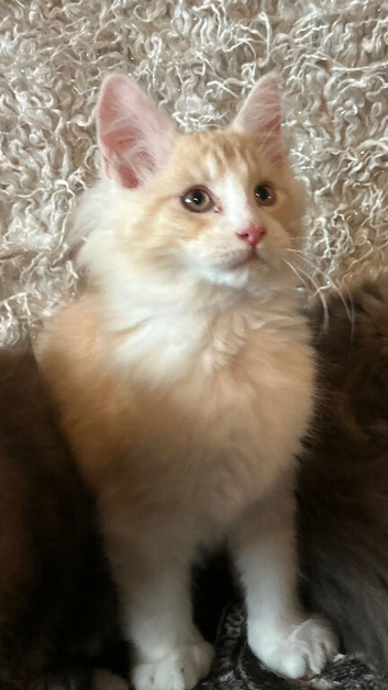 Maine Coon Kittens Ready Now