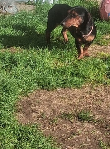 dachshund girl