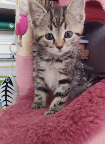 ABSOLUTELY GORGEOUS KITTEN RUSSIAN BLUE 8 WEEKS