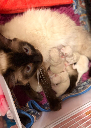 Exquisite Ragdoll Kittens