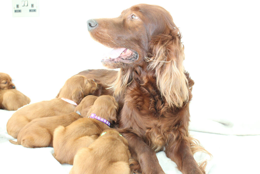 Quality Irish Setter puppies