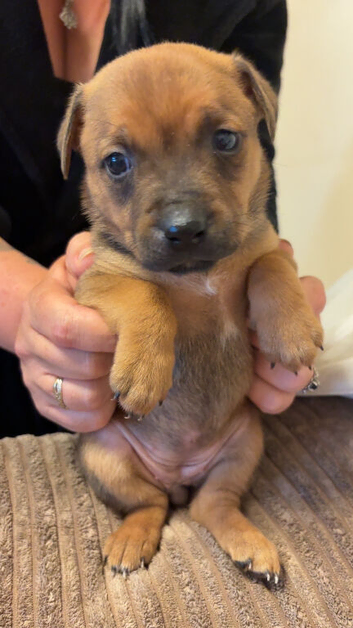 Beautiful staffy x cane corso puppies