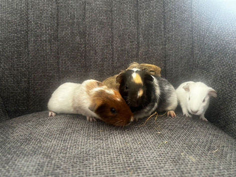 6 guinea pig babies - if this ad is still up I will still have Guinea pigs available.
