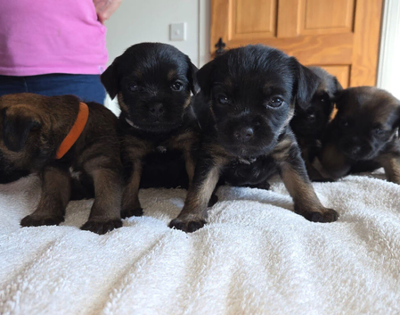 Registered Border Terrier Puppies