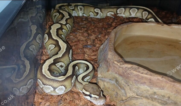 Royal python female mahogany