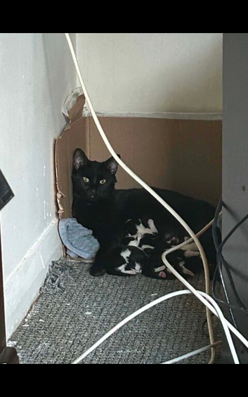 Kittens for sale