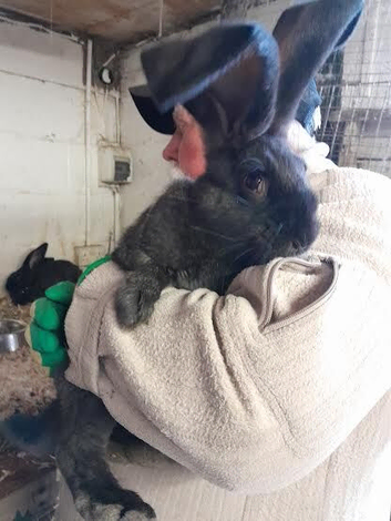 continentel giants rabbits for sale ready go now