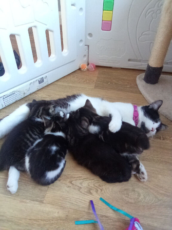 Beautiful kittens looking for forever loving homes