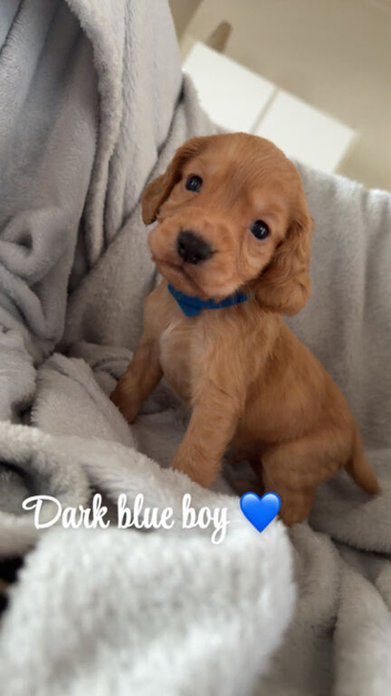 7 working cocker spaniel puppies