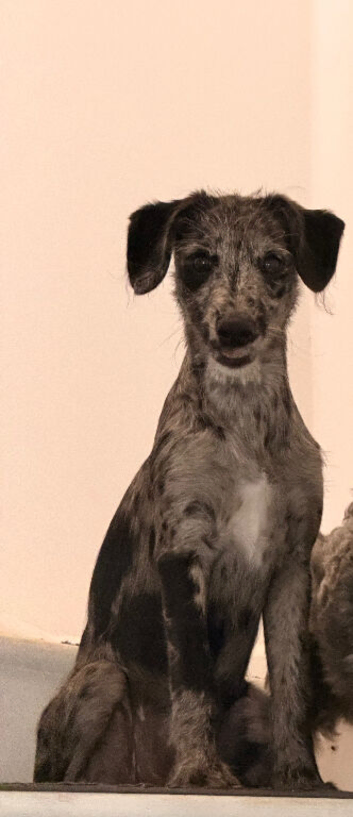 Whippet x cockapoo girl