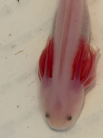 Young axolotl for sale