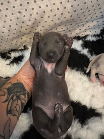 Stunning boy and girl available