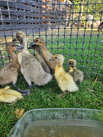 Indian runner duck FEMALES