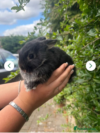 Mini Lop X Netherland Dwarf