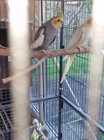 Pair of cockatiels