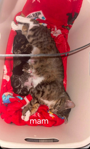 Gorgeous ragdol x bengal kittens