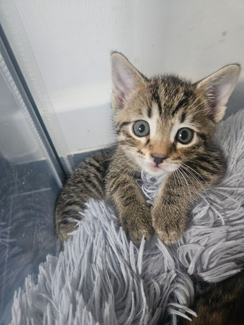 Part bengal kittens