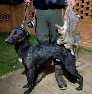 Lurcher for stud