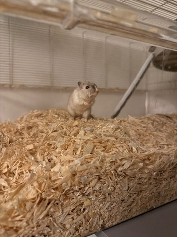 Gerbils
