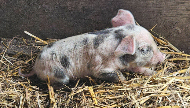 Full breed kunekune piglets