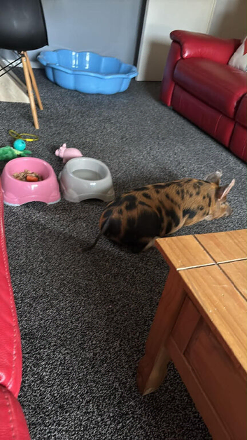 9wk old piglet