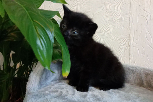 Chocolate Maine coon x Siamese now ready for their forever homes