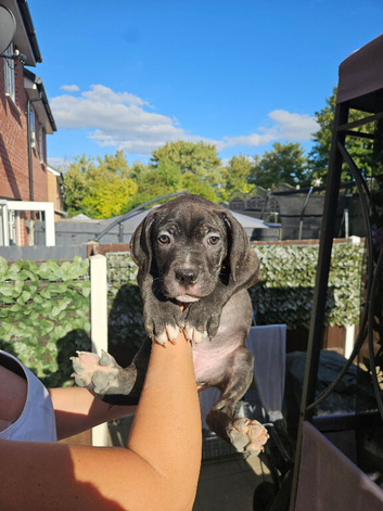 Cane corso x