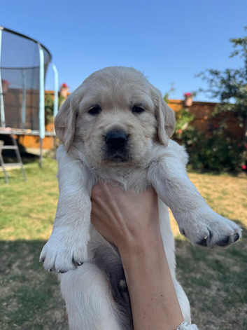 Large Size Pure Golden Retriever Puppies!!!