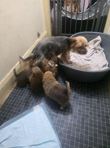 Pomeranian/yorkshire terrier puppies