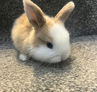 6 week old mini lop doe with blue eyes