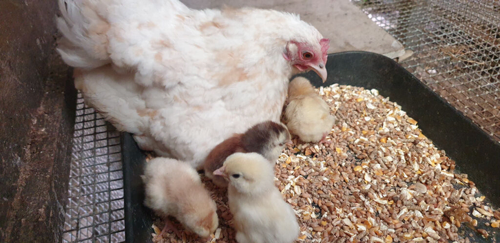 Miniature garden bantams.