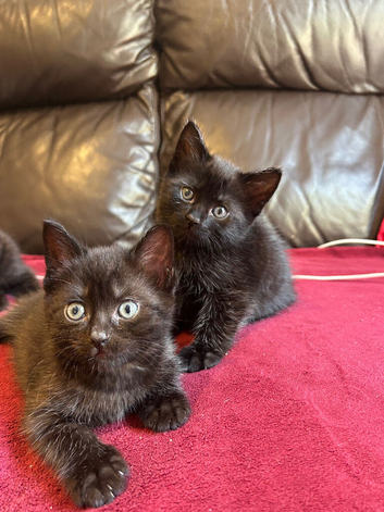Kittens for sale