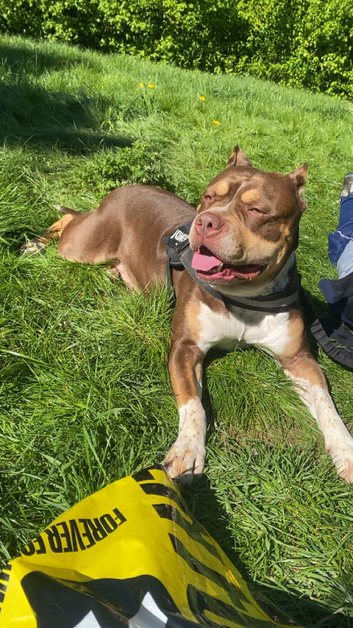 American standard bully