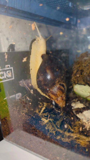 Giant African Land Snail + Full Setup