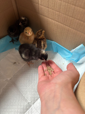 5 chicks