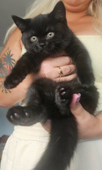 Rare Colour Black British Shorthair kitten