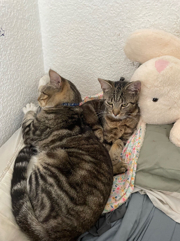 2 pretty cats need to go together